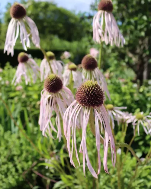 Echinacea pallida, Blasser Sonnenhut