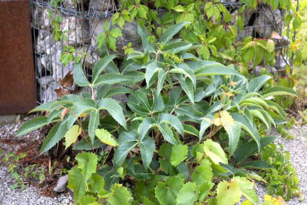 Helleborus argutifolius, Korsische Nieswurz