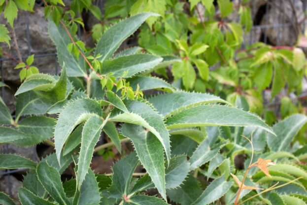 Helleborus argutifolius, Korsische Nieswurz