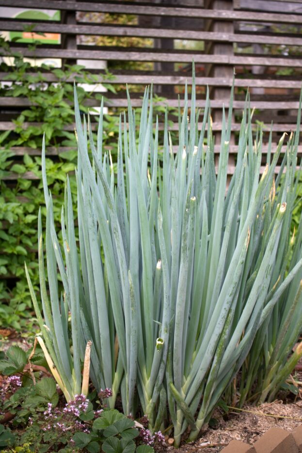 Allium fistulosum, Heckenzwiebel