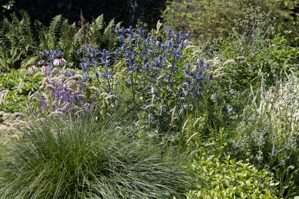 Hoch- und Spätsommer-Pflanzung in blau und purpur
