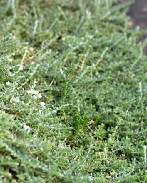Paronychia kapela ssp. serpyllifolia, Mauer-Miere