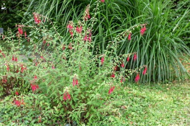 Fuchsia magellanica, Winterharte Magellan-Fuchsie