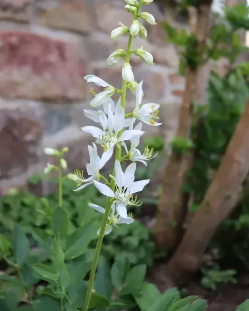 Dictamnus albus 'Albiflorus', Diptam