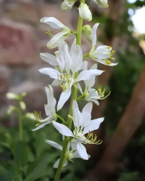 Dictamnus albus 'Albiflorus', Diptam