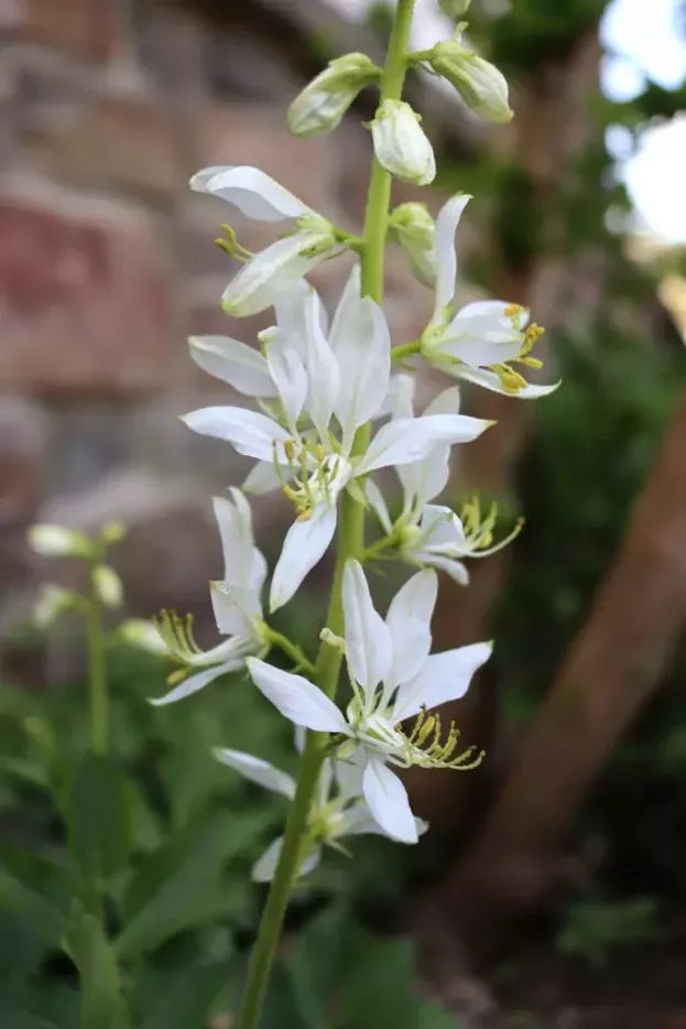 Dictamnus albus 'Albiflorus', Diptam