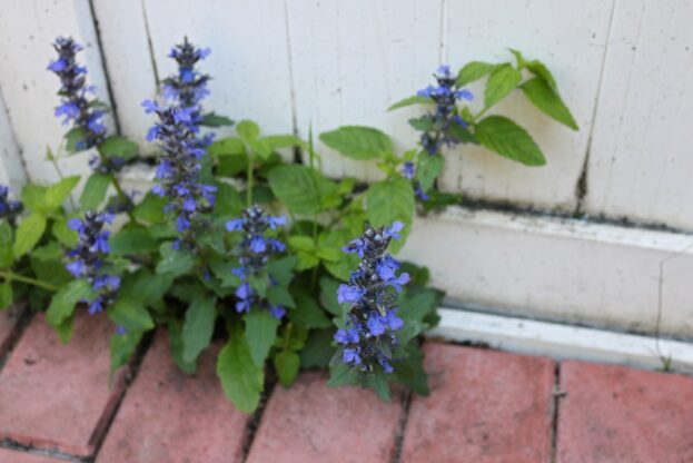 Ajuga genevensis, Genfer Günsel