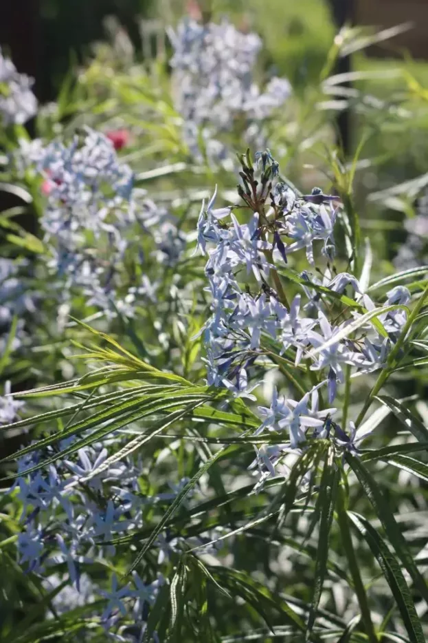 Amsonia 'Halfway to Arkansas', Amsonie, Blaustern