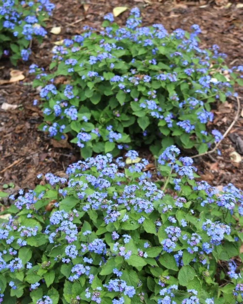 Brunnera macrophylla, Kaukasus-Vergissmeinicht