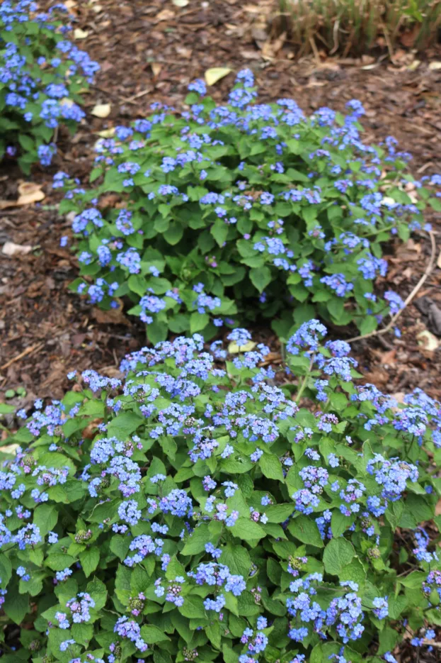 Brunnera macrophylla, Kaukasus-Vergissmeinicht