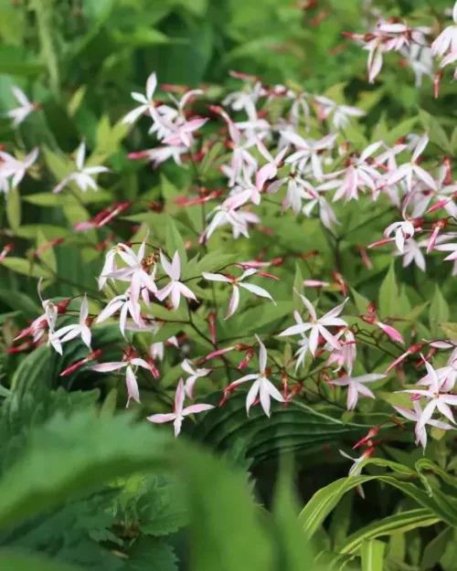 Gillenia trifoliata, Dreiblattspiere