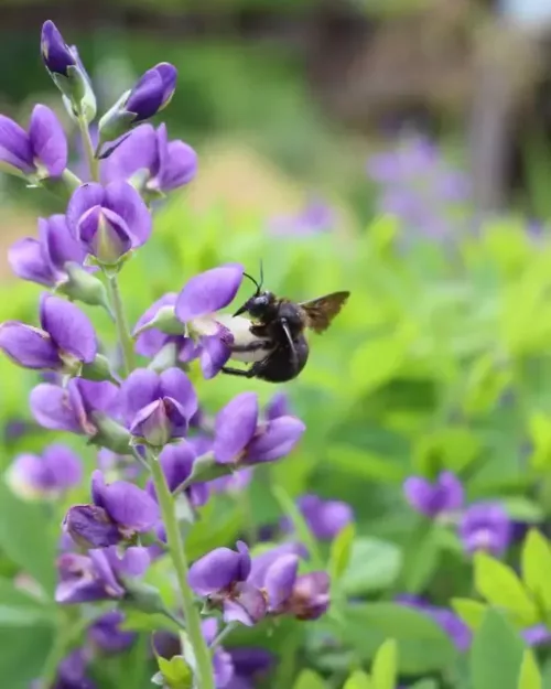 Baptisia 'Blueberry Sundae', Indigo-Lupine