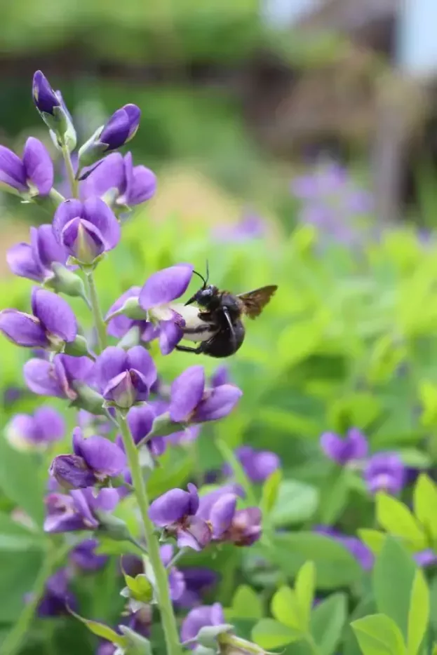 Baptisia 'Blueberry Sundae', Indigo-Lupine