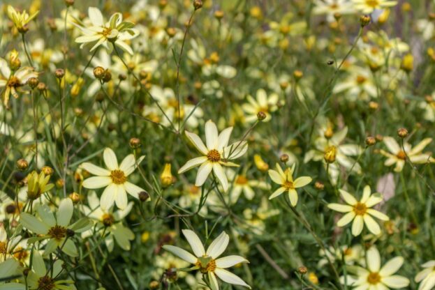 Coreopsis verticillata 'Moonbeam', Mädchenauge
