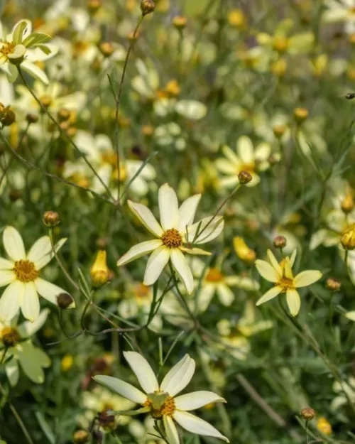 Coreopsis verticillata 'Moonbeam', Mädchenauge
