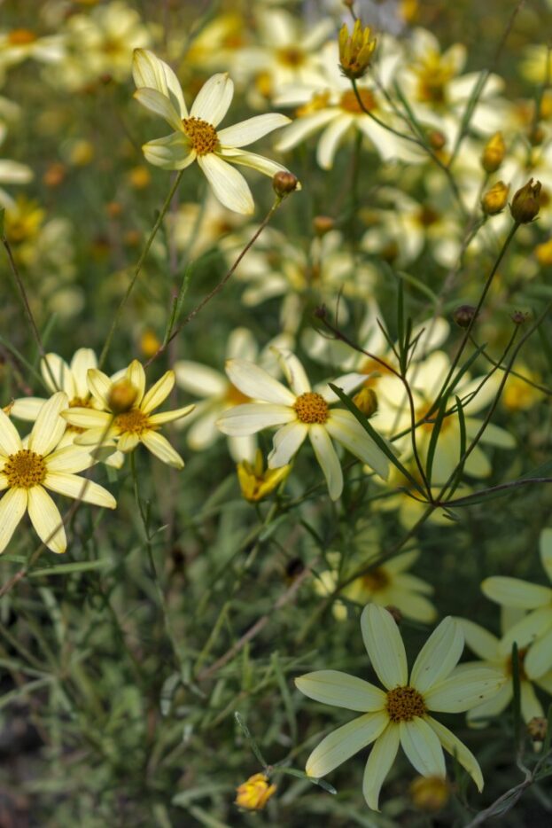 Coreopsis verticillata 'Moonbeam', Mädchenauge