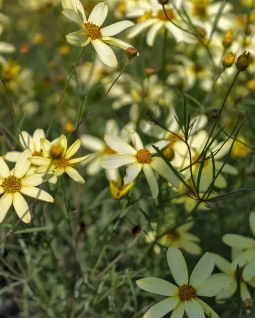 Coreopsis verticillata 'Moonbeam', Mädchenauge