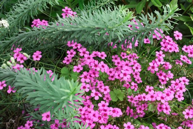 Oxalis articulata var. rubra, Roter Sauerklee