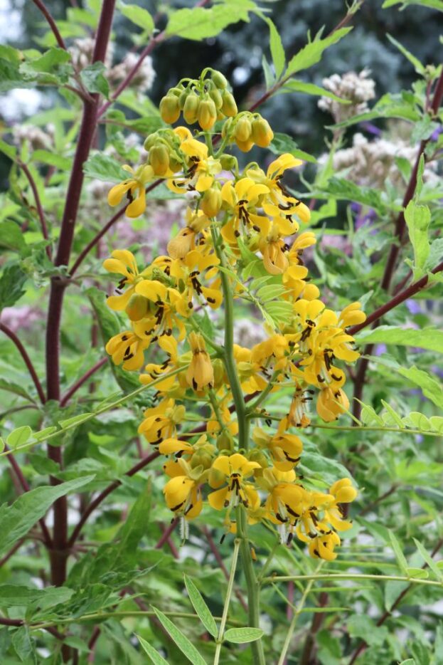 Cassia hebecarpa, Cassie, Senna, Gewürzrinde