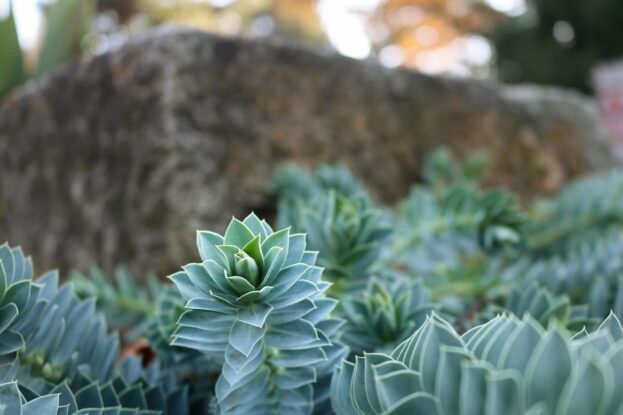 Euphorbia myrsinites, Walzen-Wolfsmilch