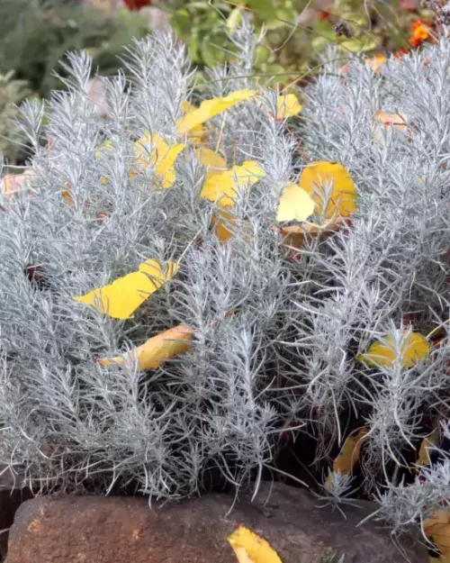 Helichrysum italicum, Currykraut