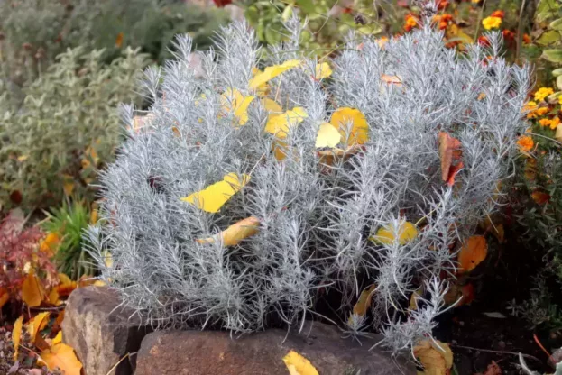 Helichrysum italicum, Currykraut