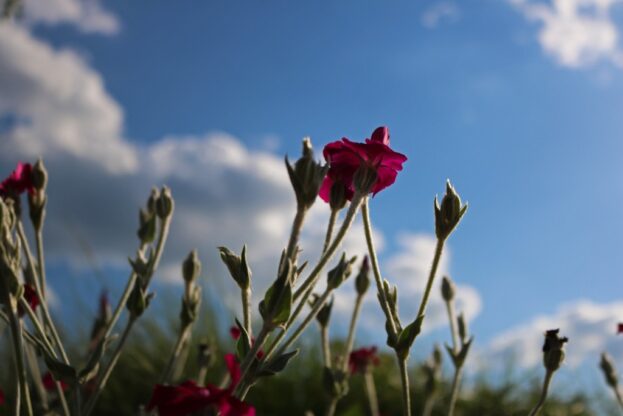 Lychnis coronaria, Kronen-Lichtnelke