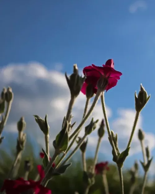 Lychnis coronaria, Kronen-Lichtnelke