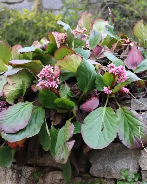 Bergenia cordifolia, Riesensteinbrech, Bergenie