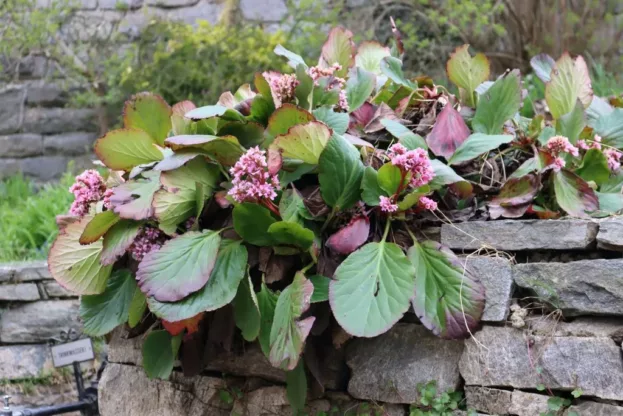 Bergenia cordifolia, Riesensteinbrech, Bergenie