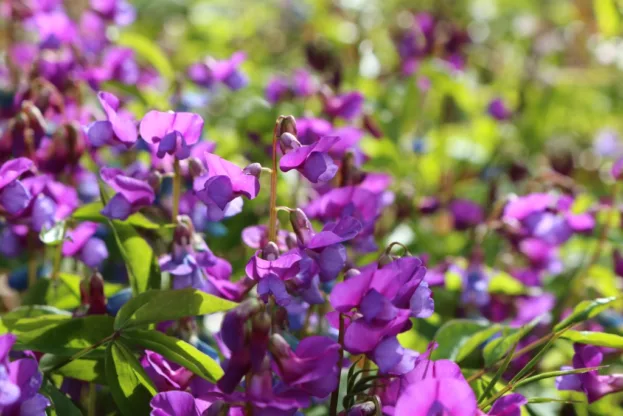 Lathyrus vernus, Frühlingsplatterbse