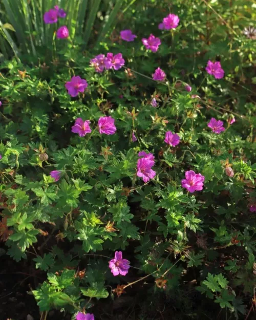 Geranium 'Blushing Turtle', Storchschnabel