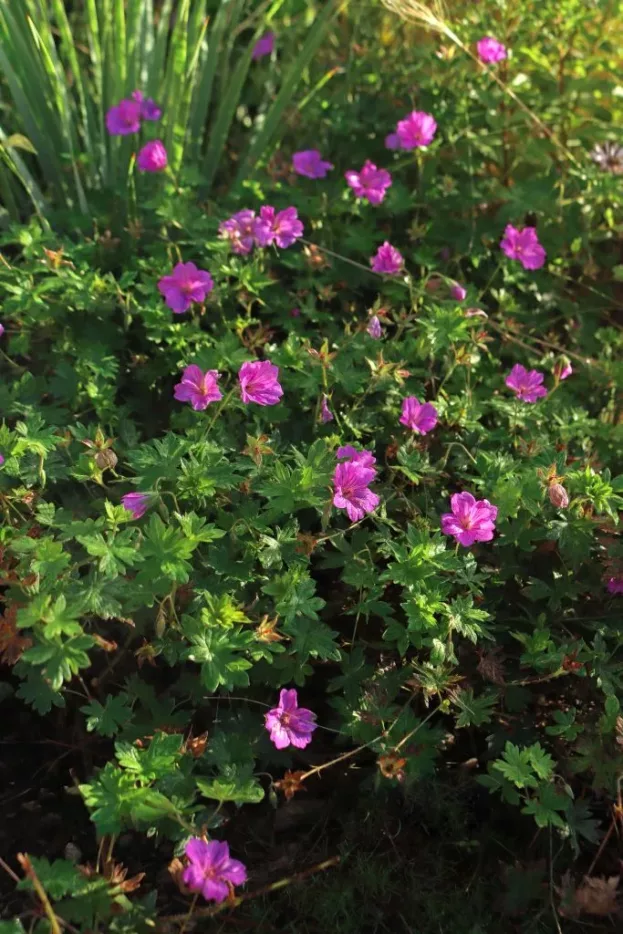 Geranium 'Blushing Turtle', Storchschnabel