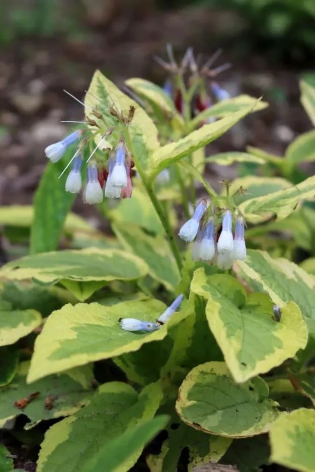 Symphytum 'Goldsmith', Beinwell