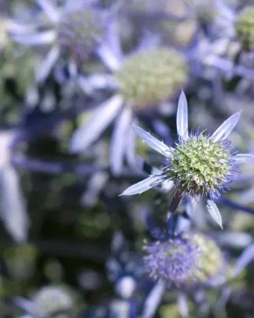 Eryngium planum, Edeldistel