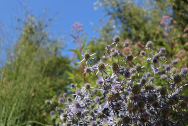 Eryngium planum, Edeldistel