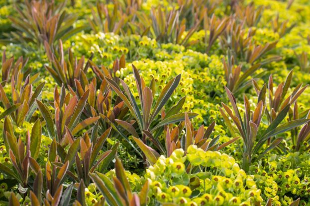 Euphorbia x martinii, Martin's Wolfsmilch