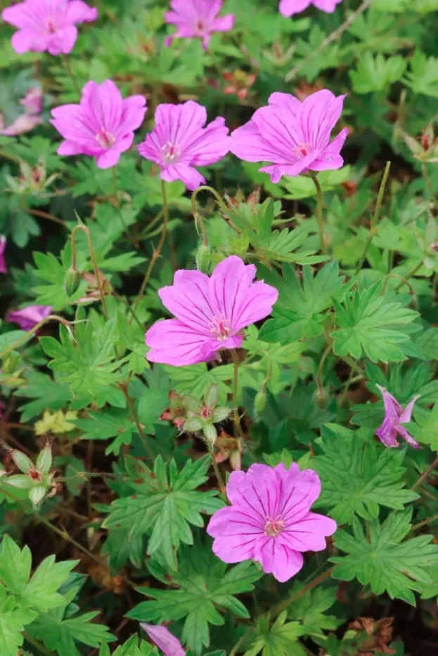 Geranium 'Blushing Turtle', Storchschnabel