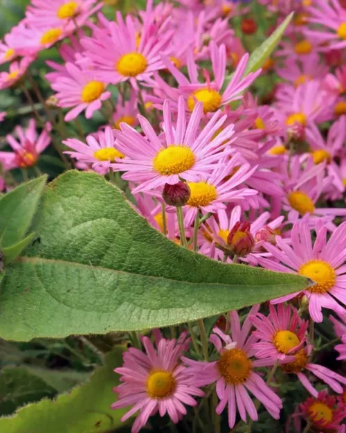 Chrysanthemum Clara Curtis