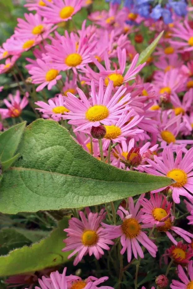 Chrysanthemum Clara Curtis