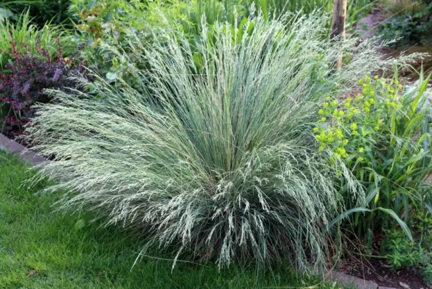 Poa labillardieri 'Glauca', Australisches Rispengras