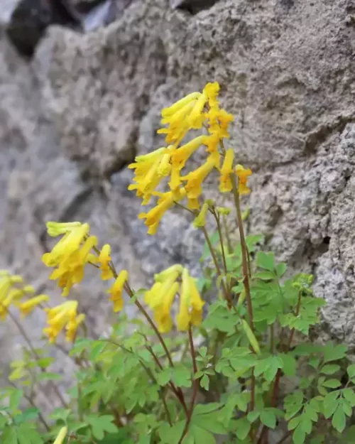 Pseudofumaria lutea, Gelber Schein-Lerchensporn