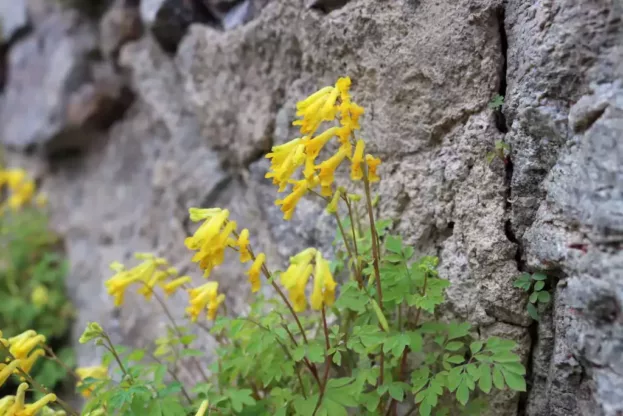 Pseudofumaria lutea, Gelber Schein-Lerchensporn