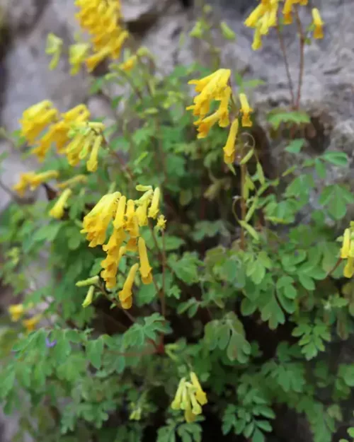Pseudofumaria lutea, Gelber Schein-Lerchensporn