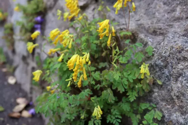 Pseudofumaria lutea, Gelber Schein-Lerchensporn
