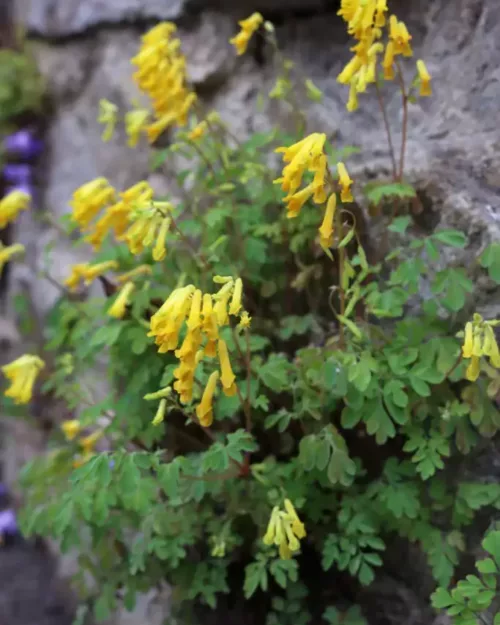 Pseudofumaria lutea, Gelber Schein-Lerchensporn