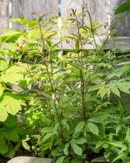 Gillenia trifoliata, Dreiblattspiere