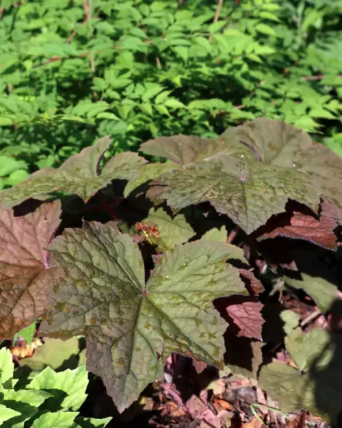 Heuchera villosa 'Brownies', Purpur-Glöckchen