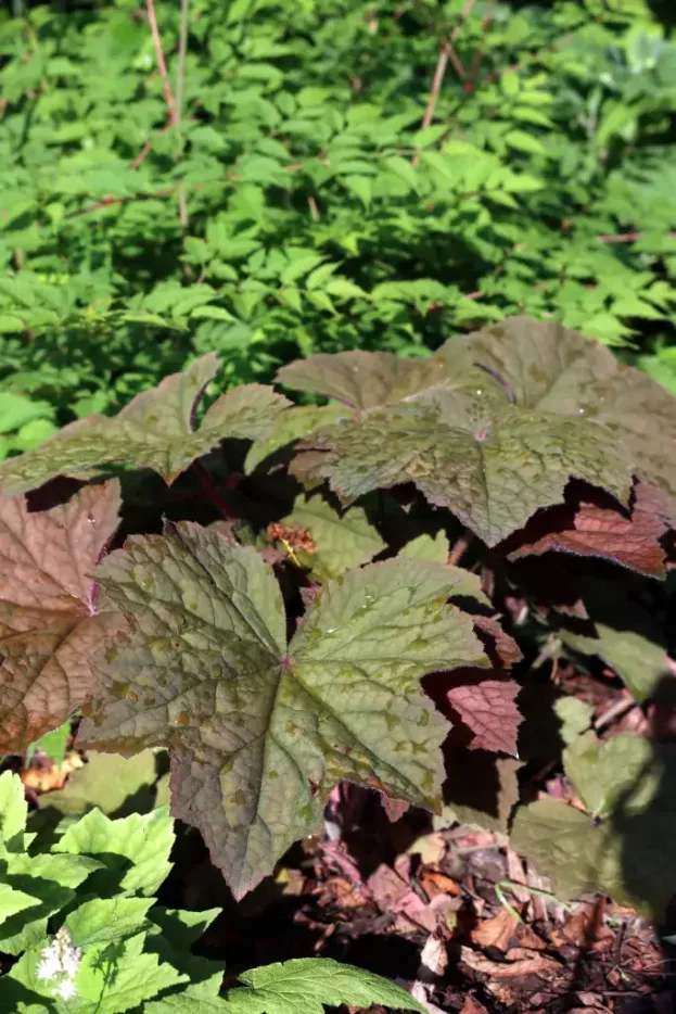 Heuchera villosa 'Brownies', Purpur-Glöckchen