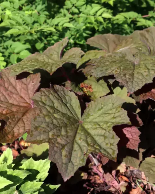 Heuchera villosa 'Brownies', Purpur-Glöckchen